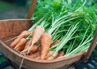 Food & Drink – Ageing