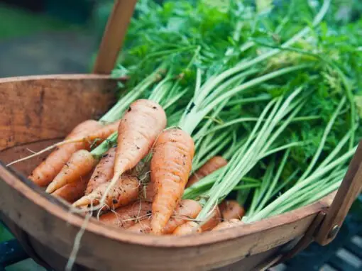 Food & Drink – Ageing